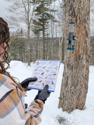 Backyard Birding: How to Attract, Identify & Enjoy the Birds Around You