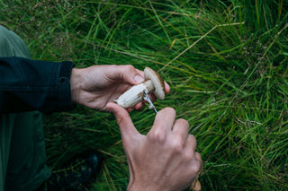How to Identify Mushrooms: A Beginner’s Guide