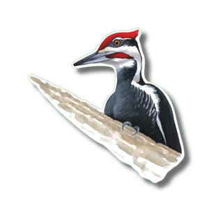 Pileated Woodpecker image 0