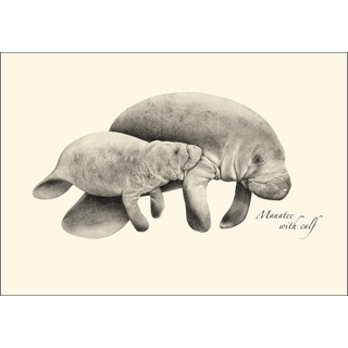 Manatee image 1