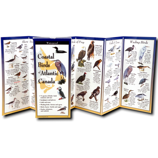 Coastal Birds of Atlantic Canada image 1