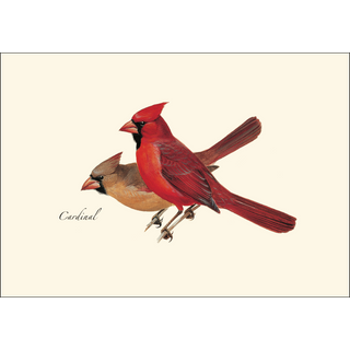 Cardinal image 1