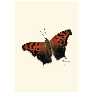 Butterfly Assortment image 4