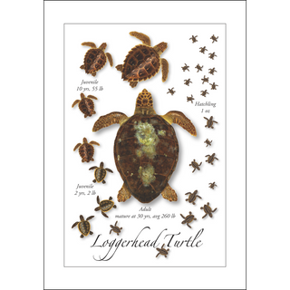 Loggerhead Turtle Lifecycle<br>(namedrop unavailable) image 0