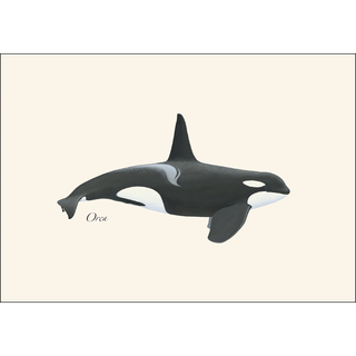 Orca image 1