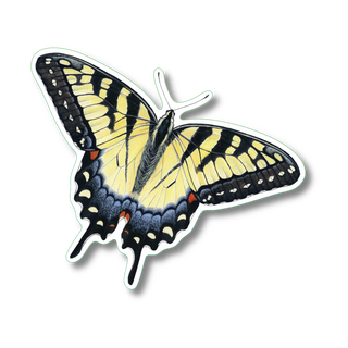 Tiger Swallowtail image 0