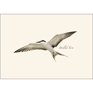 Gull & Tern Assortment image 1