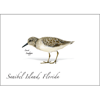Least Sandpiper image 0