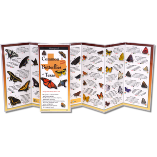 Common Butterflies of Texas image 1