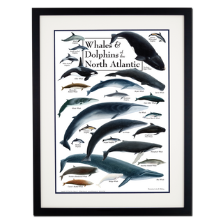 Whales & Dolphins of the North Atlantic - Poster - Double matted black frame image