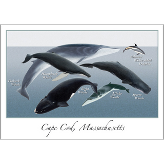 North Atlantic Whales image 0