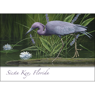 Little Blue Heron Wading image 0