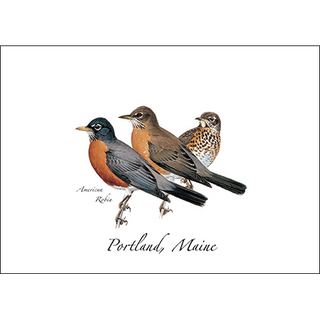 American Robin image 0