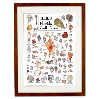 Shells of Florida's Gulf Coast - Poster - Double matted honey frame image
