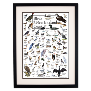 Birds of the New England Coast - Poster - Double matted black frame image