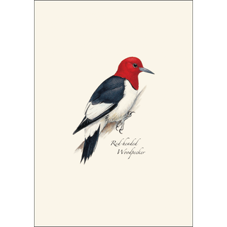 Peterson's Woodpecker Assortment image 1