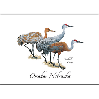 Sandhill Cranes image 0