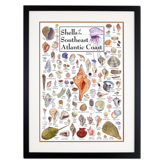 Shells of the South Atlantic Coast - Poster - Double matted black frame image