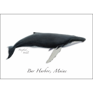 Humpback Whale image 0