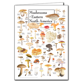 Mushrooms of Eastern North America - Poster Card image 0