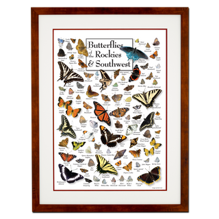 Butterflies of the Rockies & Southwest - Poster - Double matted honey frame image