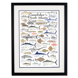 Gamefishes of Northeast Atlantic - Poster - Double matted black frame image