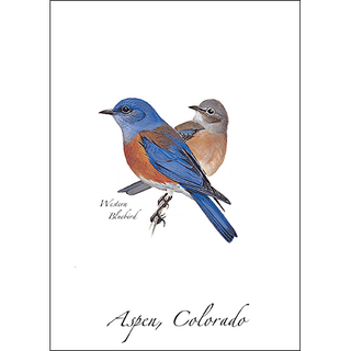 Western Bluebird image 0