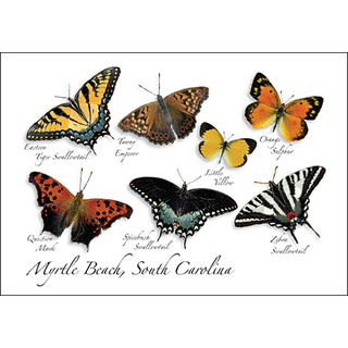 Southeast Butterfly II image 0