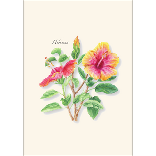Hibiscus image 1