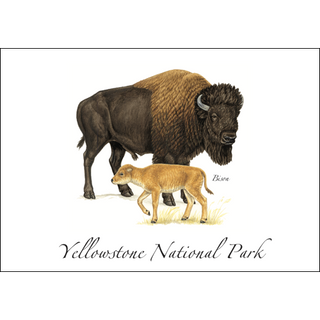 Bison image 0