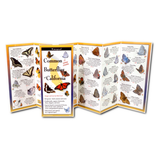 Common Butterflies of California image 1