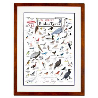 Sibley’s Birds of Texas – Poster - Double matted honey frame image