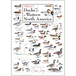 Sibley's Ducks, Geese & Swans of Western North America - Unframed - Ships in a sturdy mailing tube image