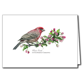 House Finch on Flowering Crabapple image 0