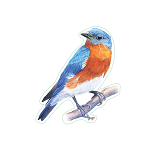 Bluebird image 1