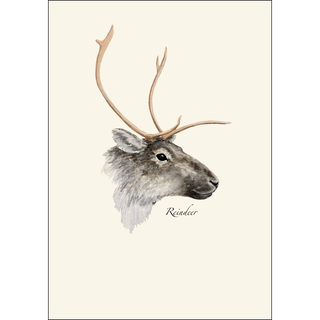 Reindeer image 1