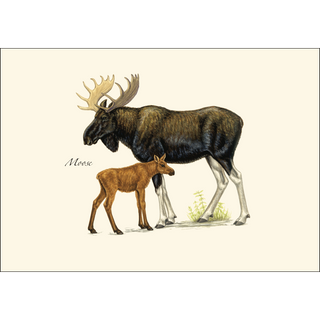 Mammal Assortment image 1