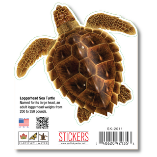 Loggerhead Turtle image 1