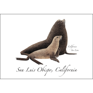 California Sea Lion image 0