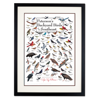 Peterson's Backyard Birds of the Southeast - Poster - Double matted black frame image