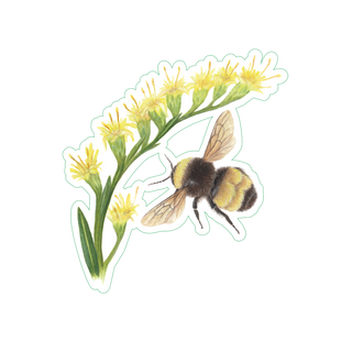 Yellowband Bumblebee image 1