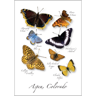 Rocky Mountain Butterflies image 0
