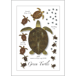 Green Turtle Lifecycle<br>(namedrop unavailable) image 0