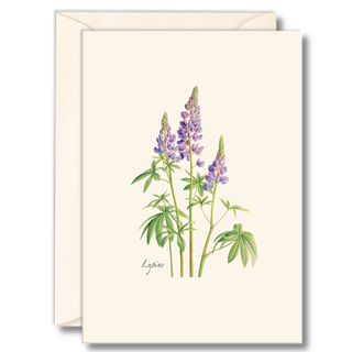 Lupine image 0