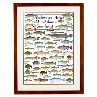 Freshwater Fishes of the Mid-Atlantic & Southeast - Poster - Double matted honey frame image