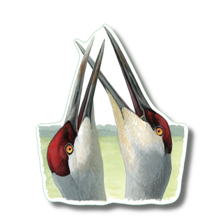 Sandhill Cranes image 0