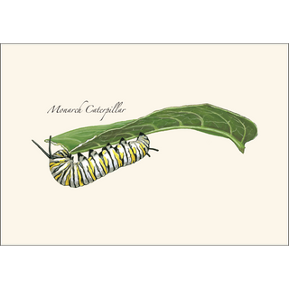 Caterpillar Assortment image 2
