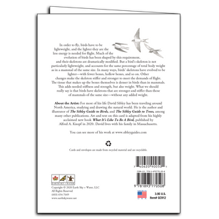 Sibley’s Barn Swallow image 1