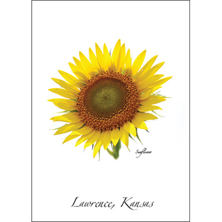 Sunflower I image 0