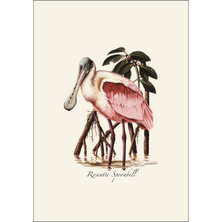 Roseate Spoonbill image 1
